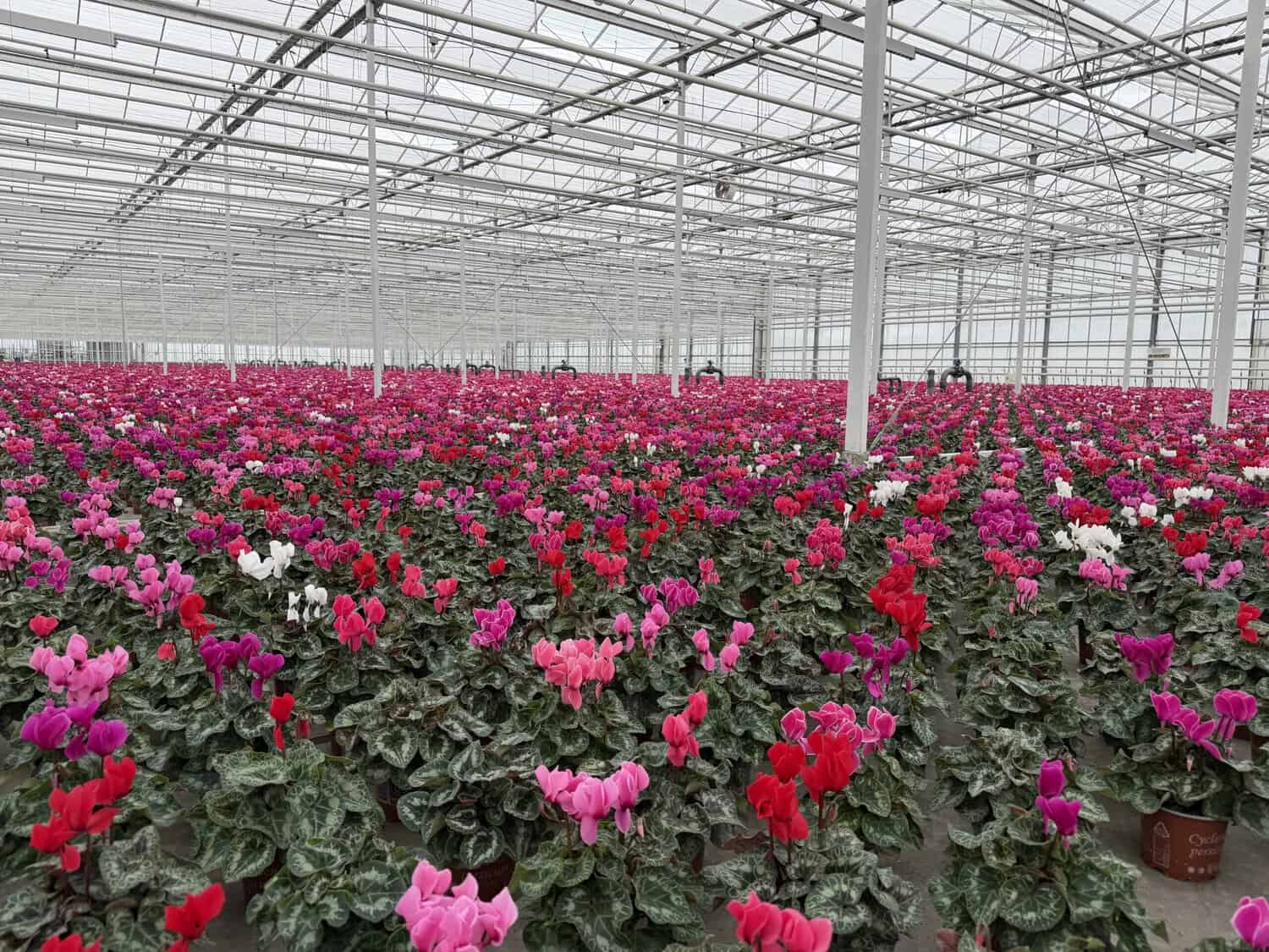 Hoe Boers Tuinbouw al meer dan 40 jaar blijft vernieuwen 2 IMG 3465 scaled